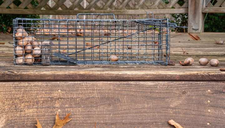 Professional-Wildlife-Control in Portland