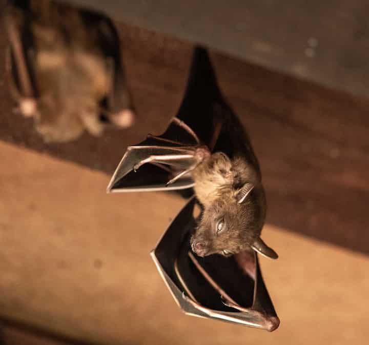 Wildlife-Bats in Portland